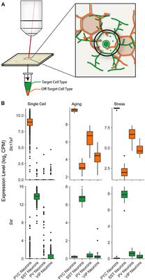 Estimating and Correcting for Off-Target Cellular Contamination in Brain Cell Type Specific RNA-Seq Data